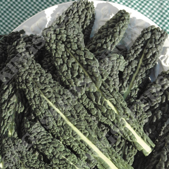 Organic Kale Nero di Toscana
