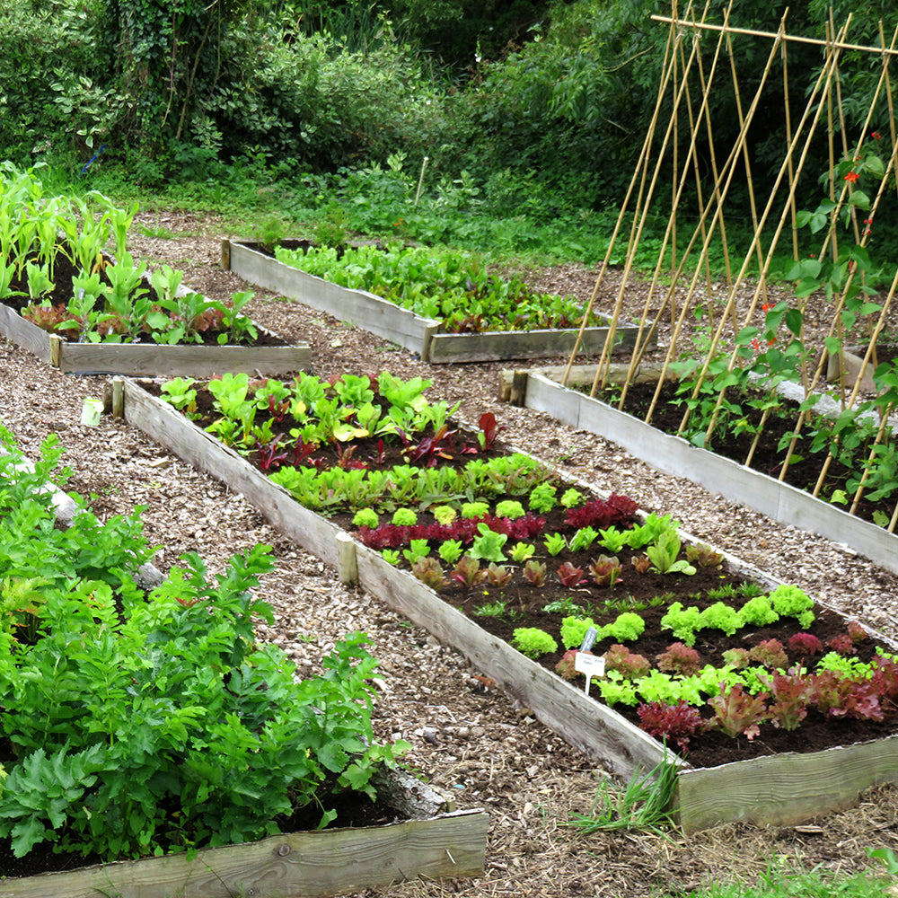 The Kitchen Garden