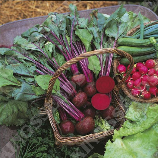 Beetroot Boltardy GARDENER'S CHOICE.   RHS Award