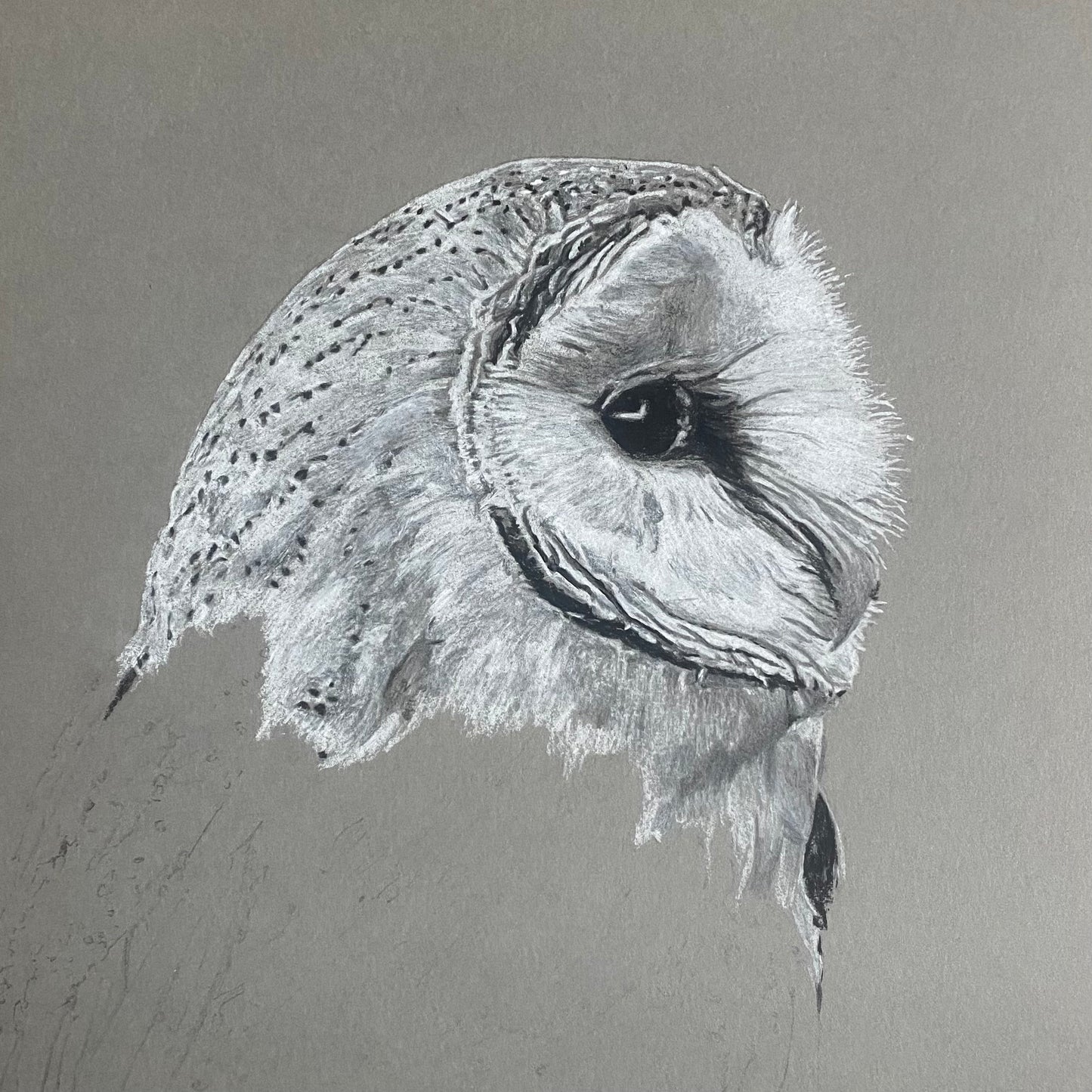 Barn Owl Study Print by Chris Birks