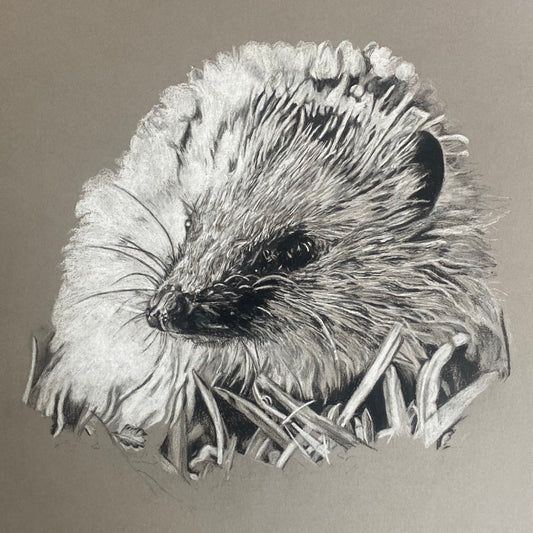 Hedgehog Study Print by Chris Birks