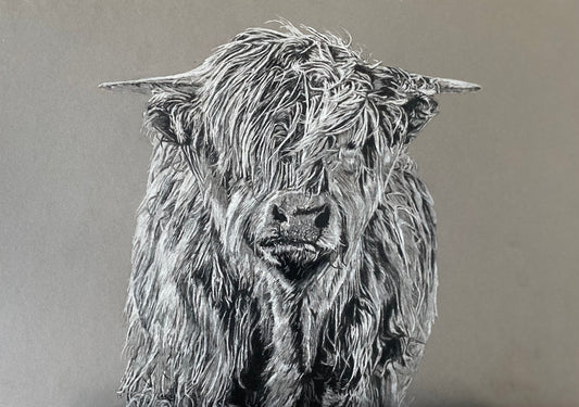 Highland Cow Study Print by Chris Birks