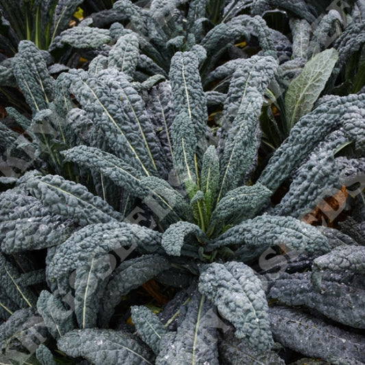Organic Kale Nero di Toscana